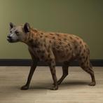 Gevlekte Hyena Taxidermie Opgezette Dieren By Max, Ophalen of Verzenden, Nieuw, Wild dier, Opgezet dier