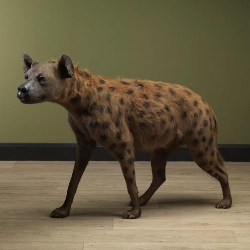 Gevlekte Hyena Taxidermie Opgezette Dieren By Max, Verzamelen, Dierenverzamelingen, Opgezet dier, Nieuw, Wild dier, Ophalen of Verzenden
