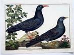 3 plates by Martinet for Brisson - Flycatchers, Cuckoos,