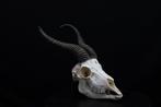 Springbok Crâne - Antidorcas marsupialis - 0 cm - 0 cm - 0, Nieuw