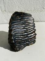 Wolharige mammoet - Fossiele kies - Mammuthus primigenius -