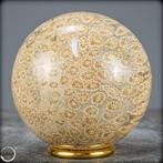 Extreem zeldzaam natuurlijk fossiel koraal Bol, Australië-