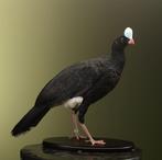 Helmhokko Taxidermie Opgezette Dieren By Max, Verzamelen, Ophalen of Verzenden, Nieuw, Vogel, Opgezet dier