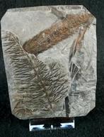 Fossiele plant met uitzonderlijke preservatie!! -