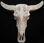 Crâne spectaculaire de buffle deau (Bubalus bubalis) -