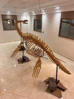Plesiosaurus - Fossiel skelet - 540 cm - 180 cm