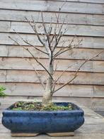 tilia cordata bonsai (winterlinde/ kleinbladige linde) -, Antiek en Kunst, Kunst | Schilderijen | Klassiek
