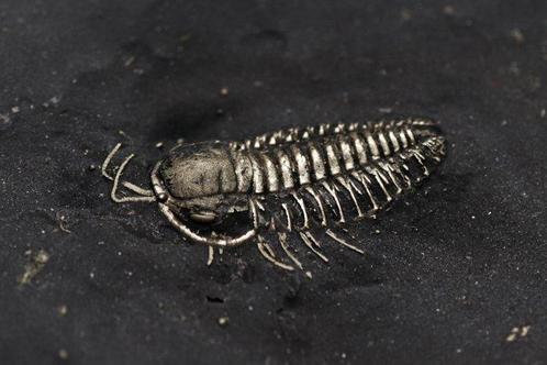 Trilobite - Animal fossilisé - Triarthrus, Verzamelen, Mineralen en Fossielen