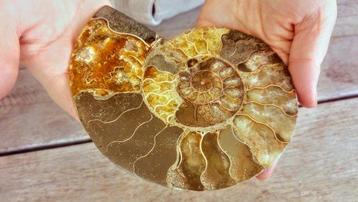 Nautilus - Fossiel skelet - Ammonite Cleoniceras - Large -