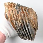 Mammouth laineux - Dent fossile - Mammuthus primigenius - 17