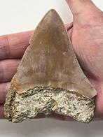 Megalodon tand 10,3 cm - Fossiele tand - Carcharocles, Verzamelen, Mineralen en Fossielen