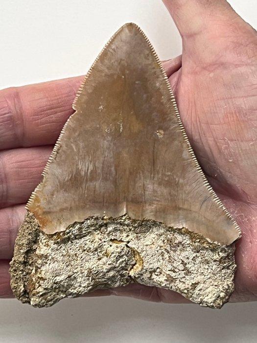 Megalodon tand 10,3 cm - Fossiele tand - Carcharocles, Verzamelen, Mineralen en Fossielen