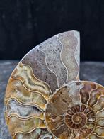Beautiful big Ammonite - Gefossiliseerd dier - Aioloceras, Collections, Minéraux & Fossiles