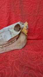 Cheval de Shire - Schedel - Shire equus - cheval le plus