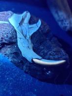 Knaagdierentanden en schedel. - Fossiele tand - Rhizomyinae, Verzamelen, Mineralen en Fossielen