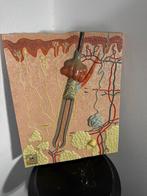 Anatomisch model - Hars, Plastic - 1970-1980 - Sectie van de, Antiek en Kunst