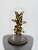 Ulysses vlinders Taxidermie volledige montage - Papilio