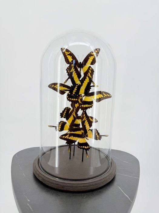 Ulysses vlinders Taxidermie volledige montage - Papilio, Antiek en Kunst, Curiosa en Brocante