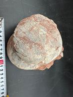 Dinosaurus - Fossiele matrix - 2 Hadrosaurus or, Verzamelen