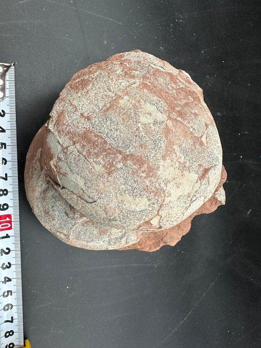 Dinosaurus - Fossiele matrix - 2 Hadrosaurus or, Verzamelen, Mineralen en Fossielen