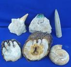 Verzameling van 6 internationale Fossielen, Hippurieten,