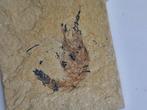 Kreeft - Gefossiliseerd dier - Carpopenaeus callirostris -