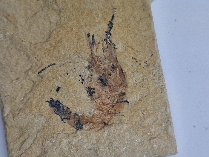 Kreeft - Gefossiliseerd dier - Carpopenaeus callirostris -, Verzamelen, Mineralen en Fossielen