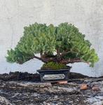 Jeneverbes bonsai (Juniperus) - Hoogte (boom): 19 cm -