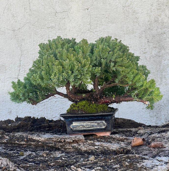 Jeneverbes bonsai (Juniperus) - Hoogte (boom): 19 cm -, Antiek en Kunst, Curiosa en Brocante