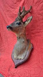 Chevreuil Support mural pour taxidermie - Capreolus