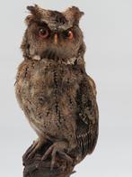 Western Screech Owl - Taxidermie volledige montage -