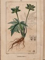 Francois Pierre Chaumeton / Ernestine Panckoucke - Lot with