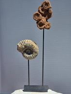 Fossiel fragment - stromatolite and Ammonites - 43 cm, Verzamelen, Nieuw
