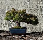 Jeneverbes bonsai (Juniperus) - Hoogte (boom): 19 cm -