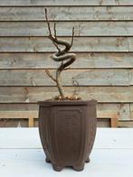 liquidambar bonsai - Hoogte (boom): 20 cm - Diepte (boom):, Antiek en Kunst