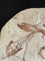 Poisson - Squelette fossile - Magbnifique composition, Collections