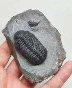 Animal fossilisé - Linda Trilobite Morocops (Sans Prix de