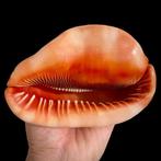 Cassis Rufa Extra Quality - Taille XL Coquillage marin -