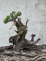 Jeneverbes bonsai (Juniperus) - Hoogte (boom): 50 cm -