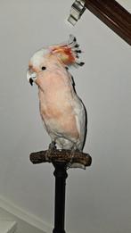 inca kaketoe Taxidermie volledige montage - Cacatua, Nieuw