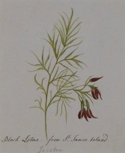 Ann Lee (1753-1790), Attributed to - Black Lotus flower from, Antiquités & Art, Art | Peinture | Classique