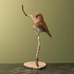 Barmsijs Taxidermie Opgezette Dieren By Max, Ophalen of Verzenden, Nieuw, Vogel, Opgezet dier