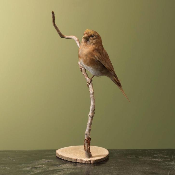 Barmsijs Taxidermie Opgezette Dieren By Max, Verzamelen, Dierenverzamelingen, Opgezet dier, Nieuw, Vogel, Ophalen of Verzenden