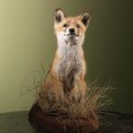 Rode vos Taxidermie volledige montage - Vulpes vulpes - 35, Verzamelen, Dierenverzamelingen, Nieuw