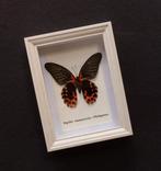 Papillon Support de corps entier pour taxidermie - Papilio, Nieuw