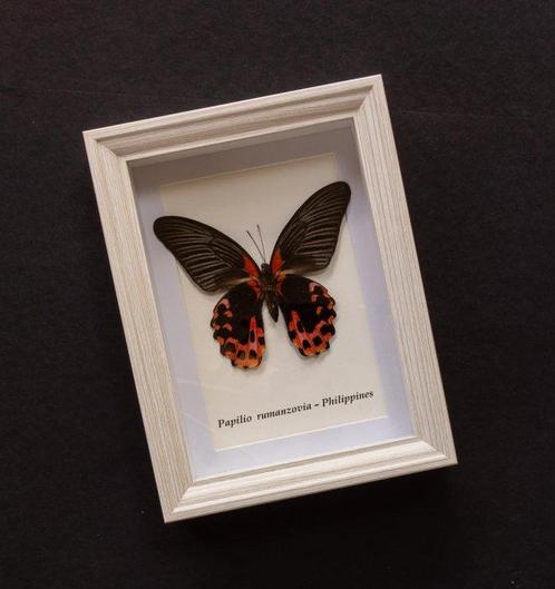 Papillon Support de corps entier pour taxidermie - Papilio, Verzamelen, Dierenverzamelingen