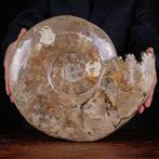 Cleoniceras exclusif polonais - Coquillage fossilisé -