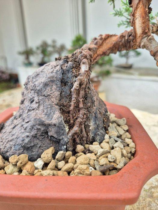 Bonsai van Juniper Itoigawa op steen - Verzamelobject -, Antiek en Kunst, Curiosa en Brocante