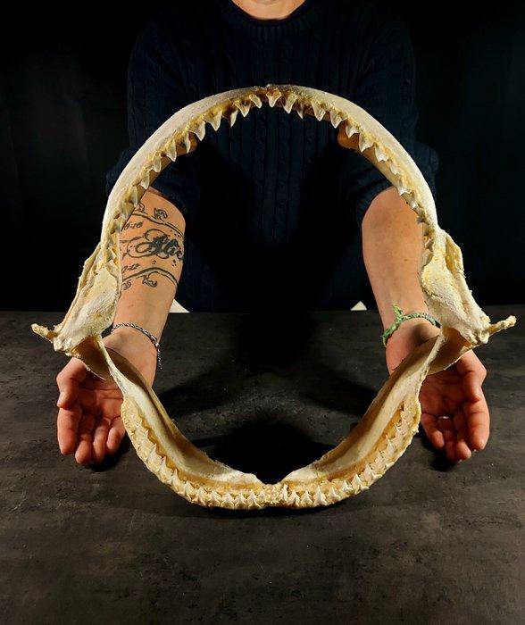 Enorme kaak van de witte haai Taxidermie volledige montage -, Antiek en Kunst, Curiosa en Brocante