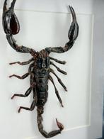 Scorpion gonflé dans la liste Support de corps entier pour, Verzamelen, Nieuw